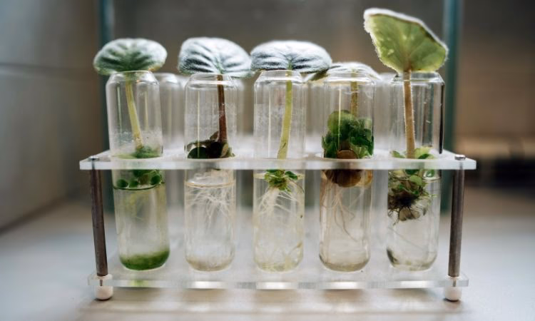 ¿Cuáles son las zonas más frecuentes de la bioingeniería?