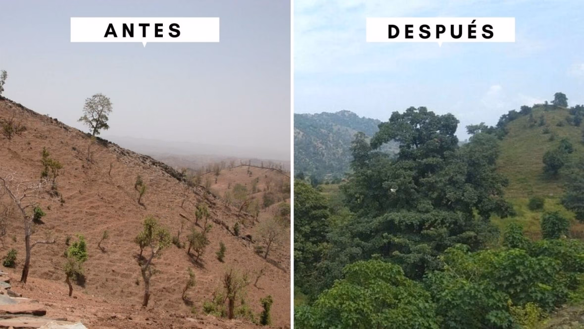 ¿Cómo afectan los incendios intencionados a la deforestación en Argentina?