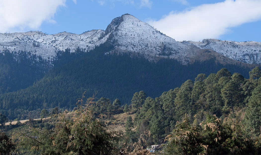 ¿Cuáles son los servicios ambientales de los bosques nativos?