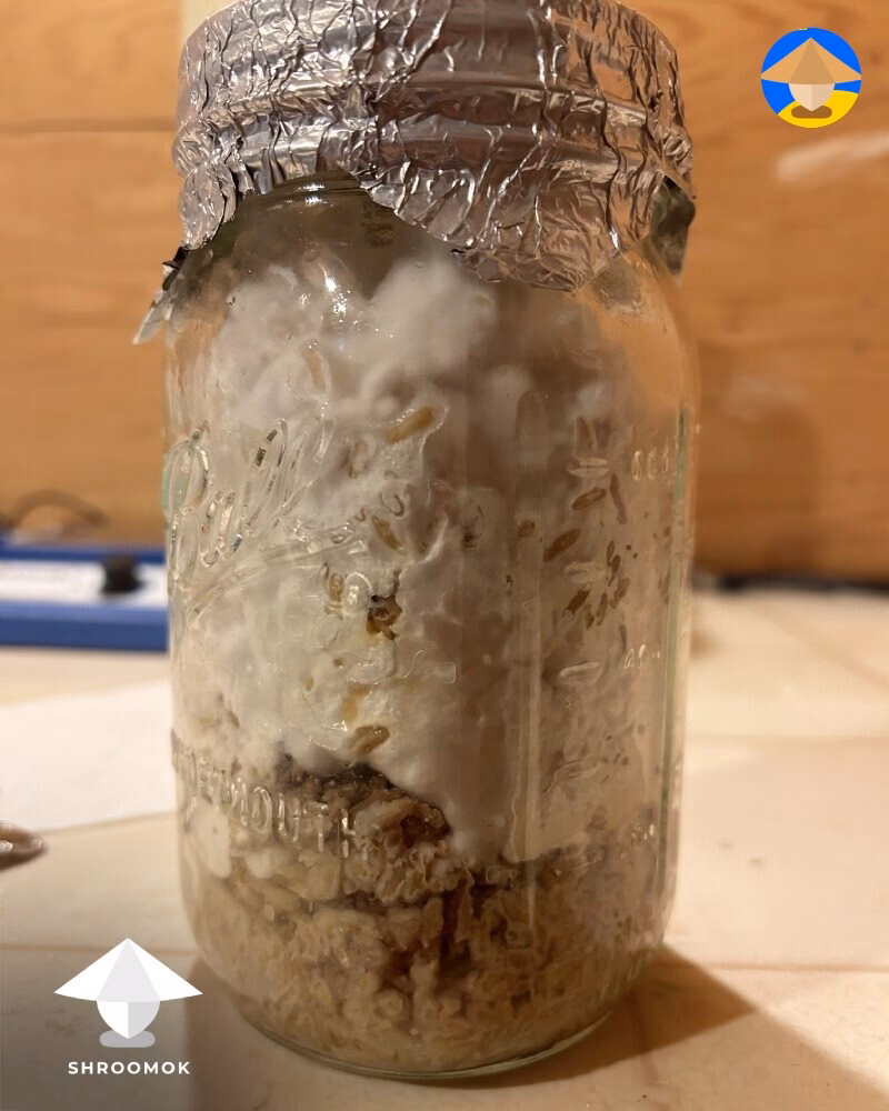 Why is rice contaminated with arsenic?