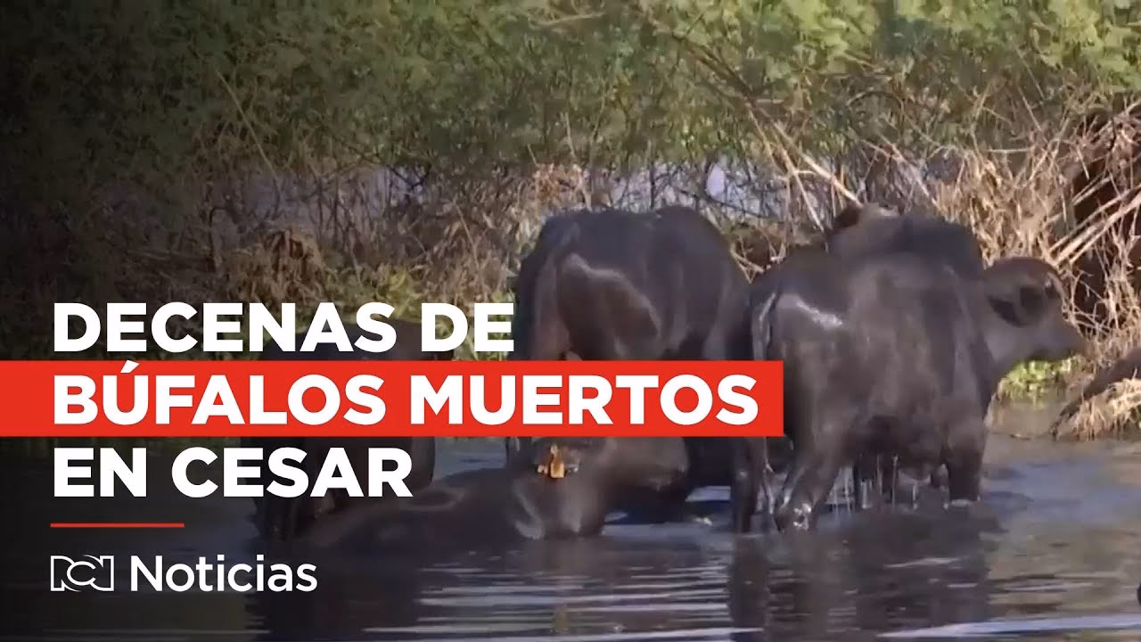 ¿Cómo ha afectado la tormenta de Búfalo a los estados del Este?