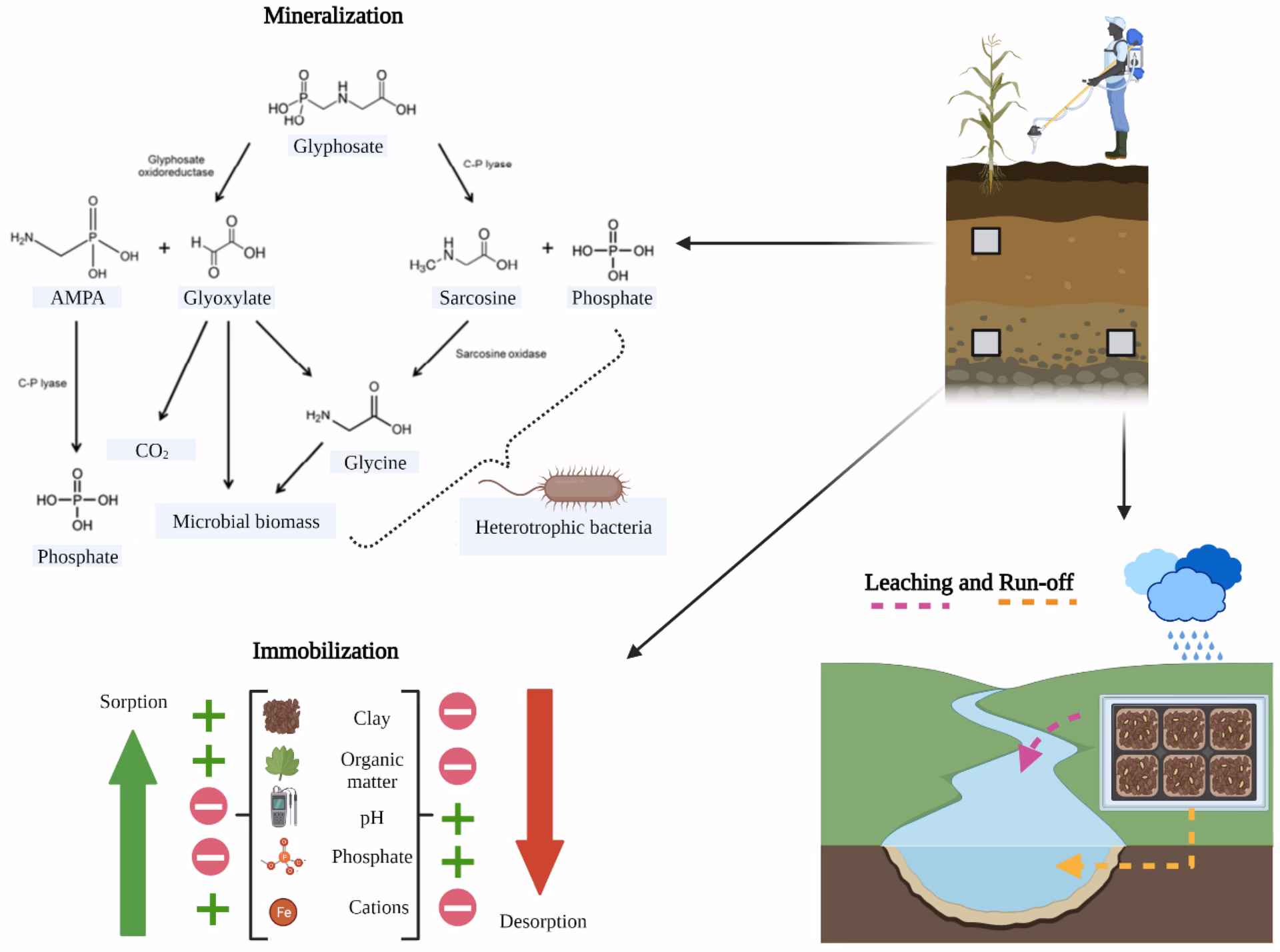 How does glyphosate affect soil microorganisms?