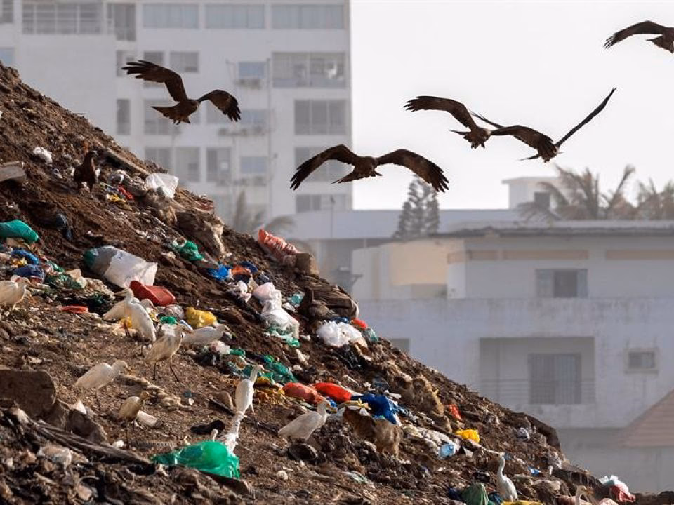 ¿Qué alimento contaminado puede infectar a las aves?