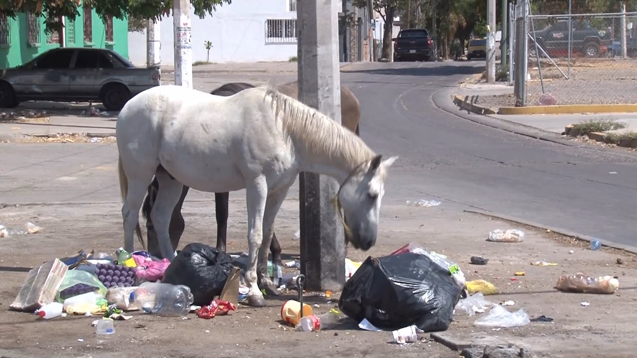 ¿Qué pasa con los caballos de los basureros?