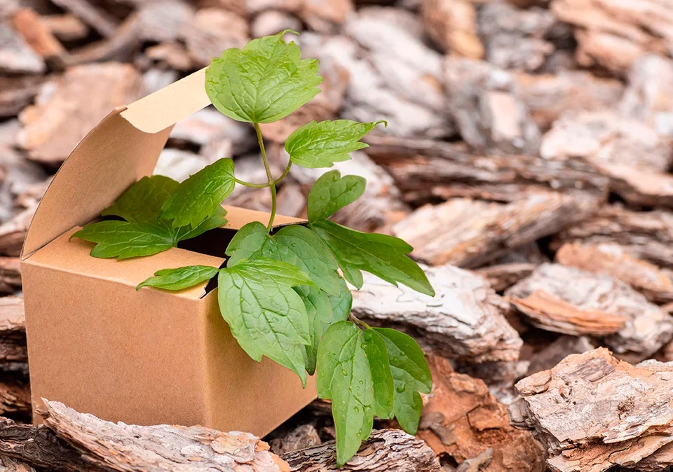 ¿Cuál es la mejor agua en caja para el medio ambiente?