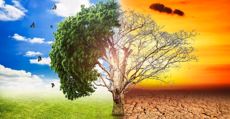 ¿Cómo combatir el calentamiento global?