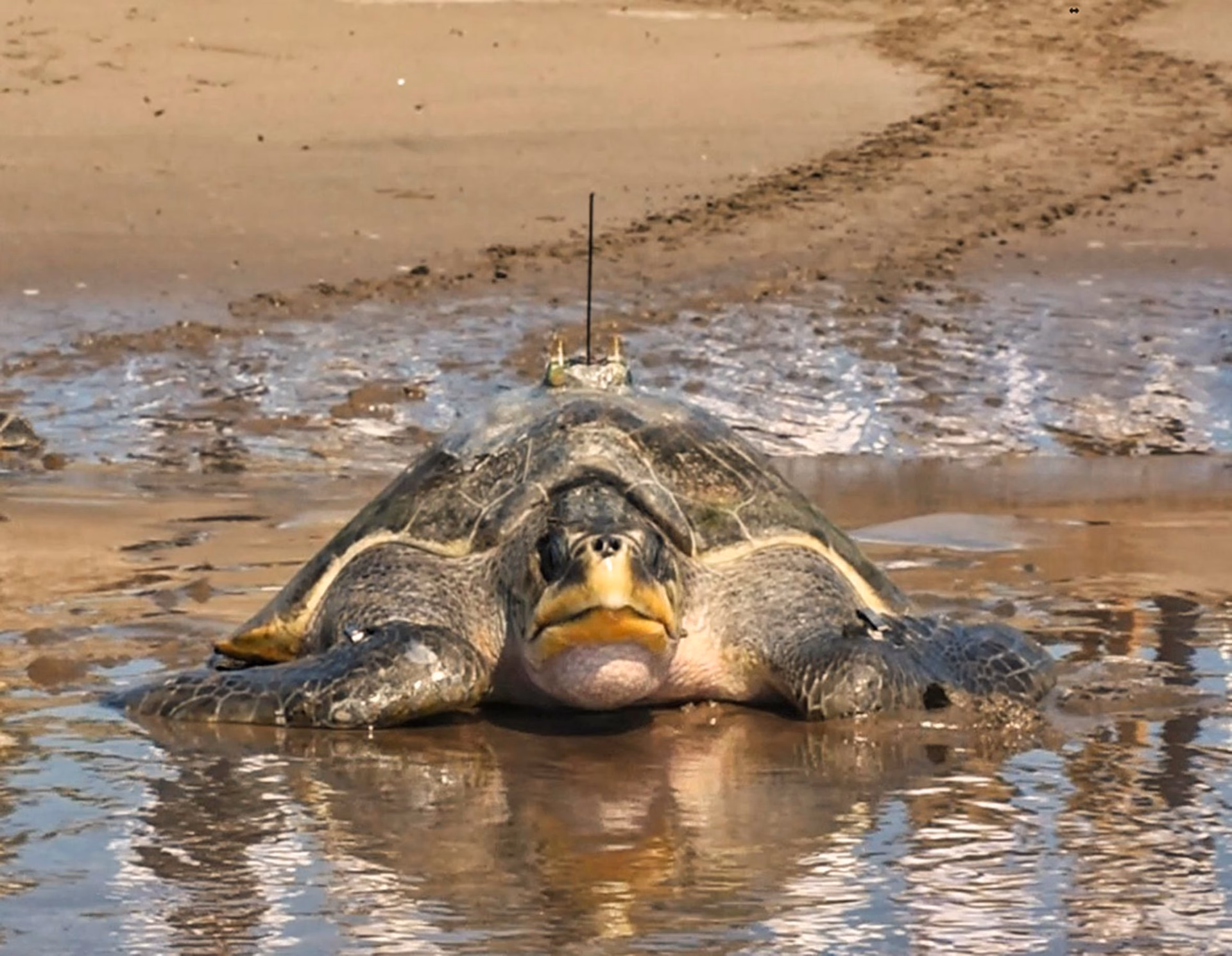 ¿Cuál es el futuro de las tortugas marinas?