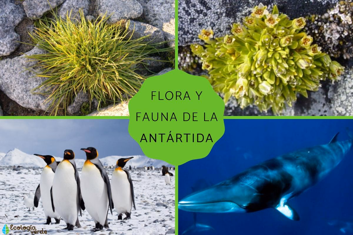 ¿Cómo afectan las temperaturas a la vida silvestre en la Antártida?