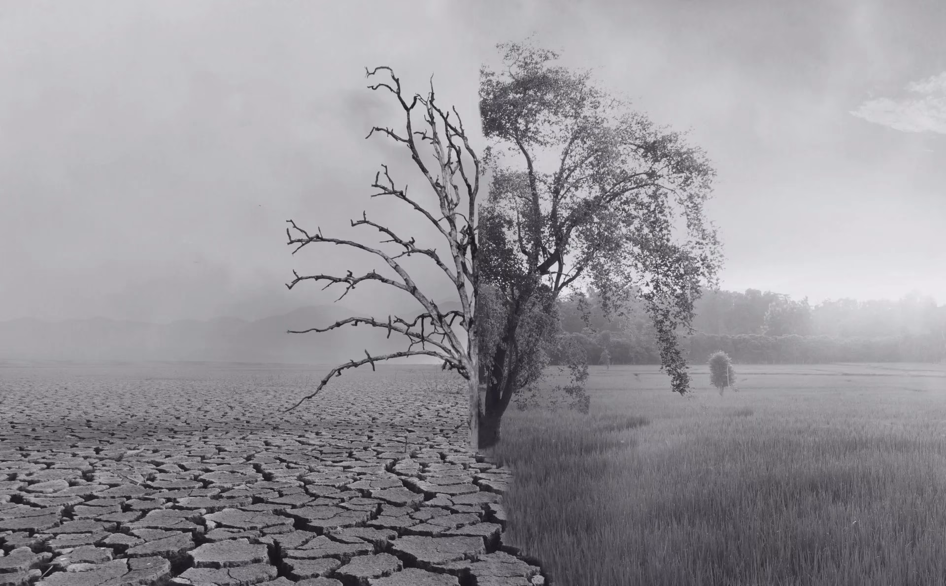 ¿Cuál es la diferencia entre antropocentrismo y biocentrismo?