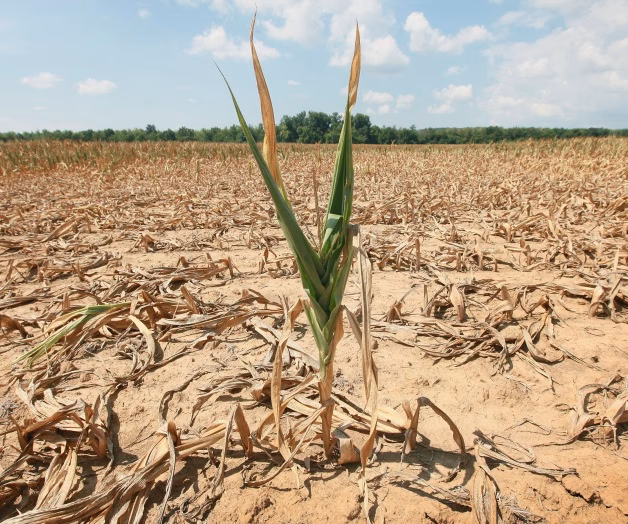 ¿Cómo mitigar el cambio climático en Chile?