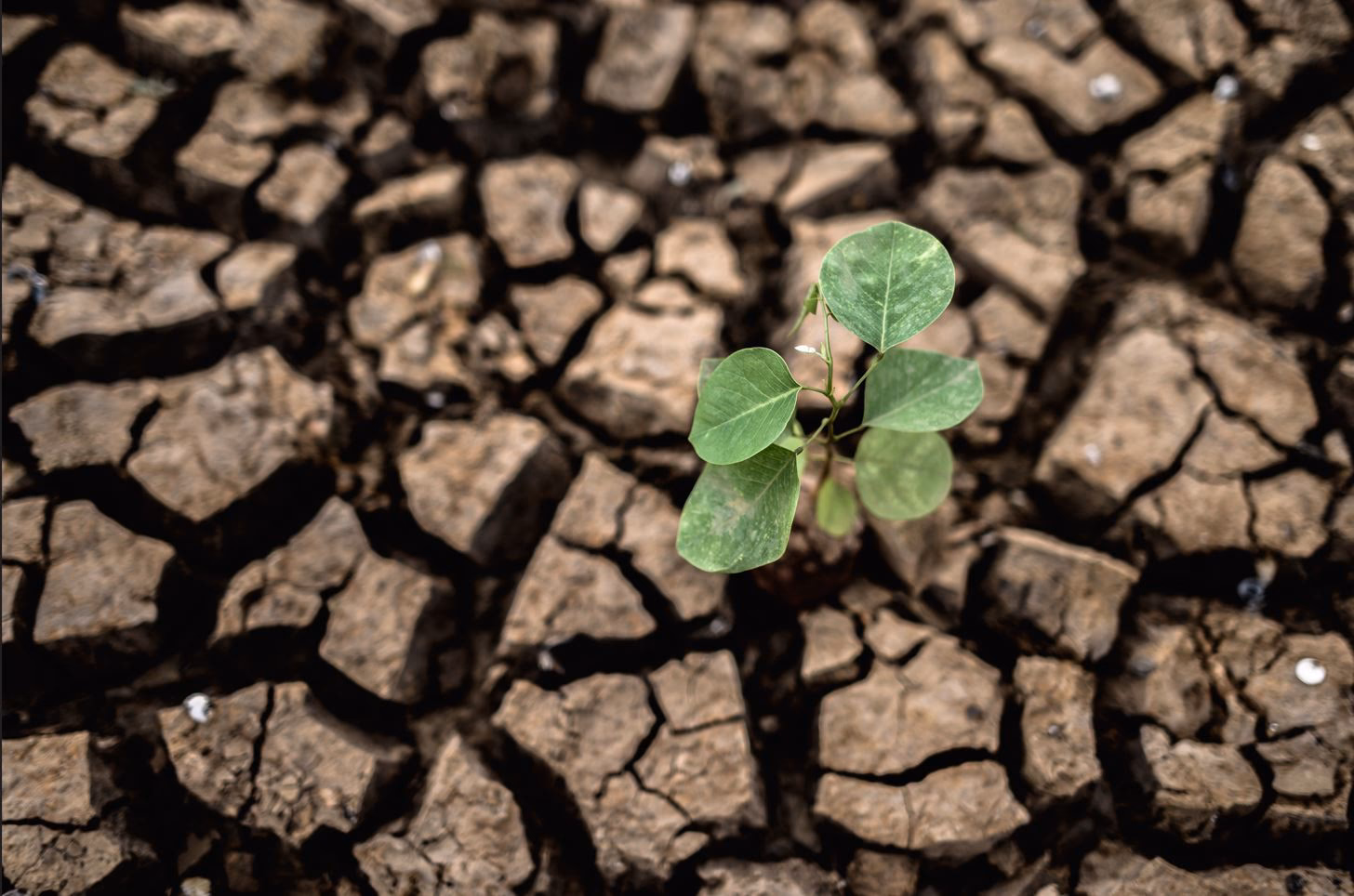 ¿Cómo afecta el cambio climático a la flora y fauna?