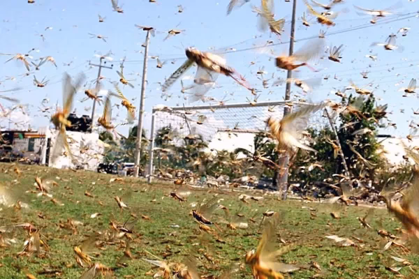 ¿Qué ha pasado con las plantas y animales en Tucumán?