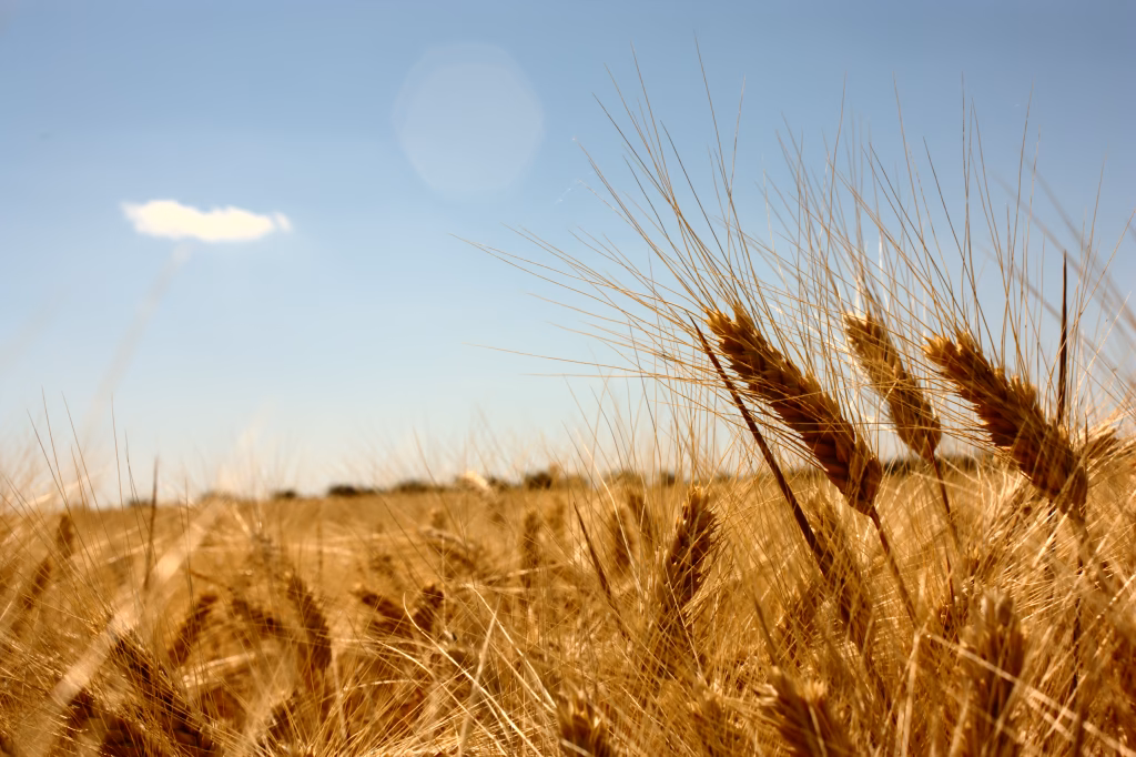 ¿Cómo afecta el cambio climático al trigo?