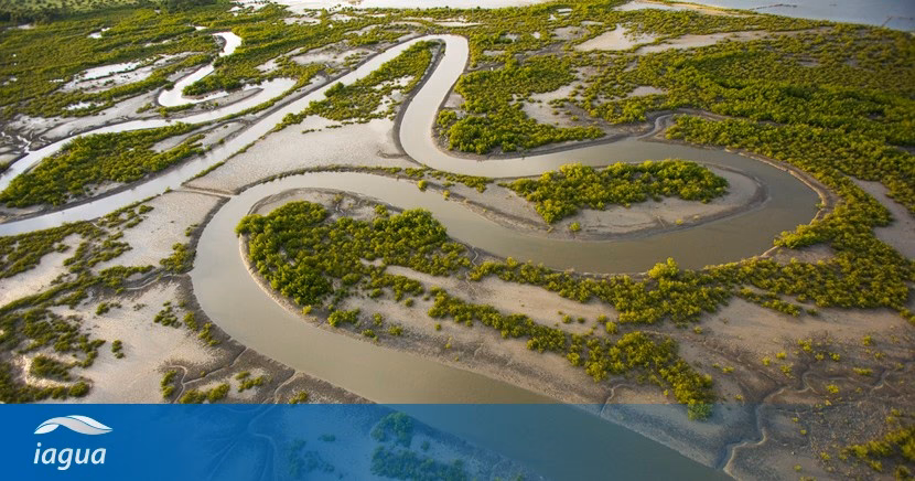 ¿Cuál es el papel de los ecosistemas de humedales en la mitigación del cambio climático?