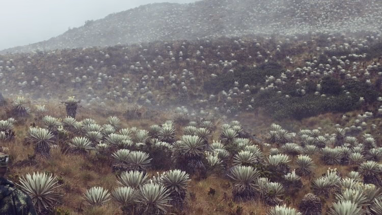 ¿Cuál es uno de los efectos del cambio climático en la región andina?