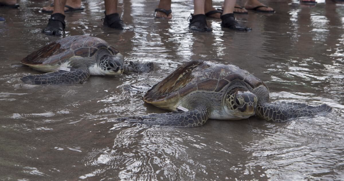 ¿Cuáles son los eventos recientes de mortalidad masiva vinculados al calentamiento global?