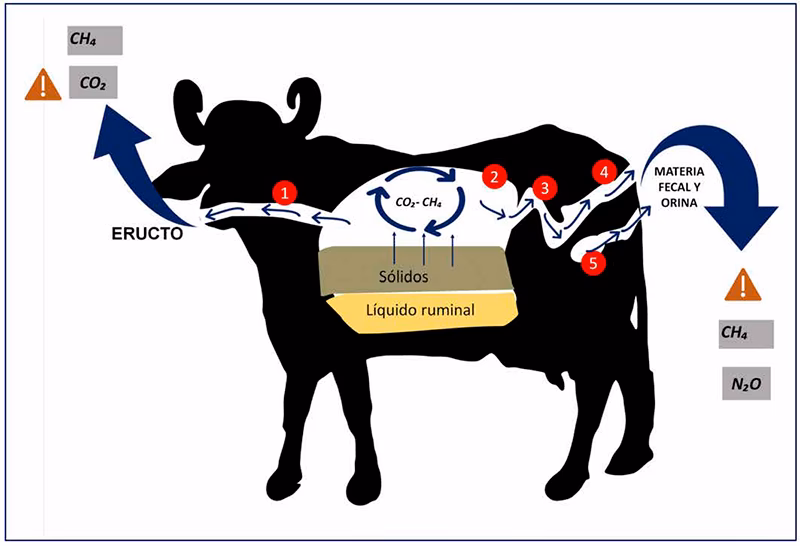 ¿Cómo se evalúa el desarrollo del bovino de carne?