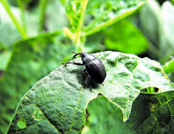 ¿Cómo afecta el aumento de la temperatura a los bosques patagónicos?