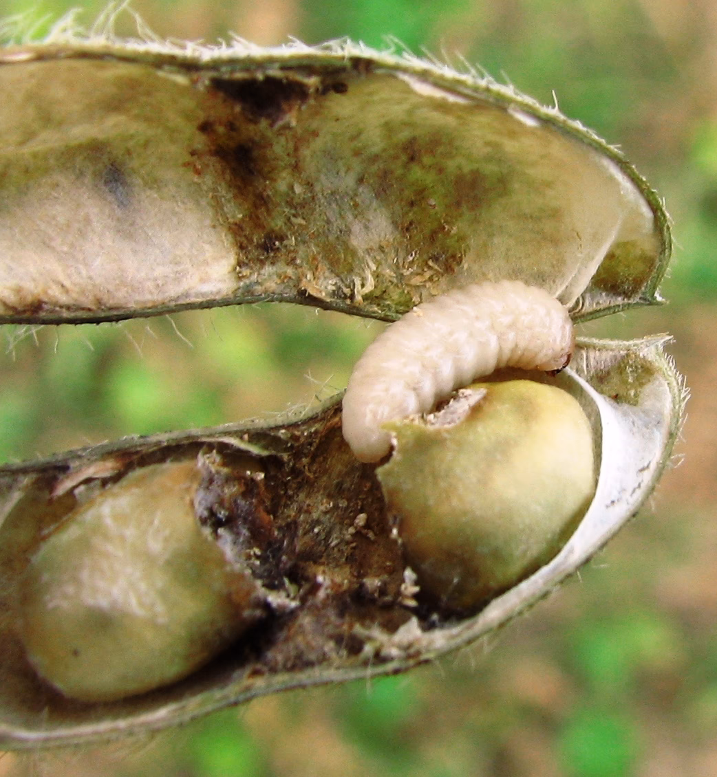 ¿Cuáles son las condiciones climáticas del Noroeste Argentino?