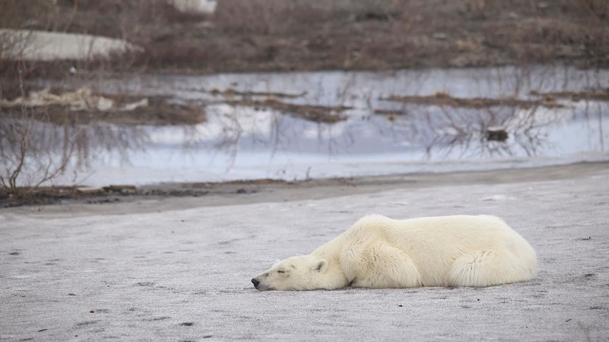 ¿Cómo se está desarrollando la economía del calentamiento global en Rusia?