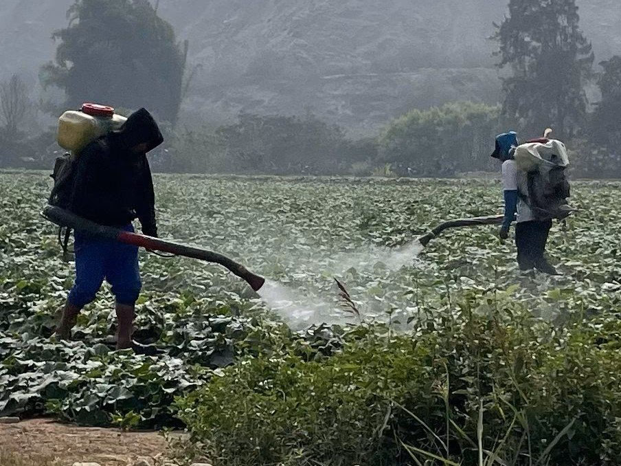 ¿Cuál es el impacto del uso de agroquímicos en las abejas?