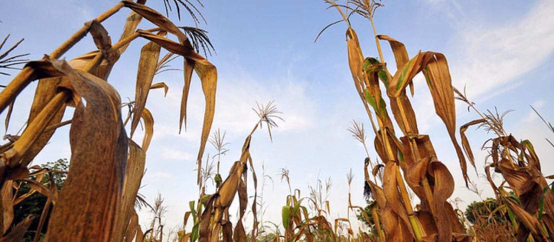 ¿Cuáles son las consecuencias del aumento de las temperaturas en los cultivos de maíz?