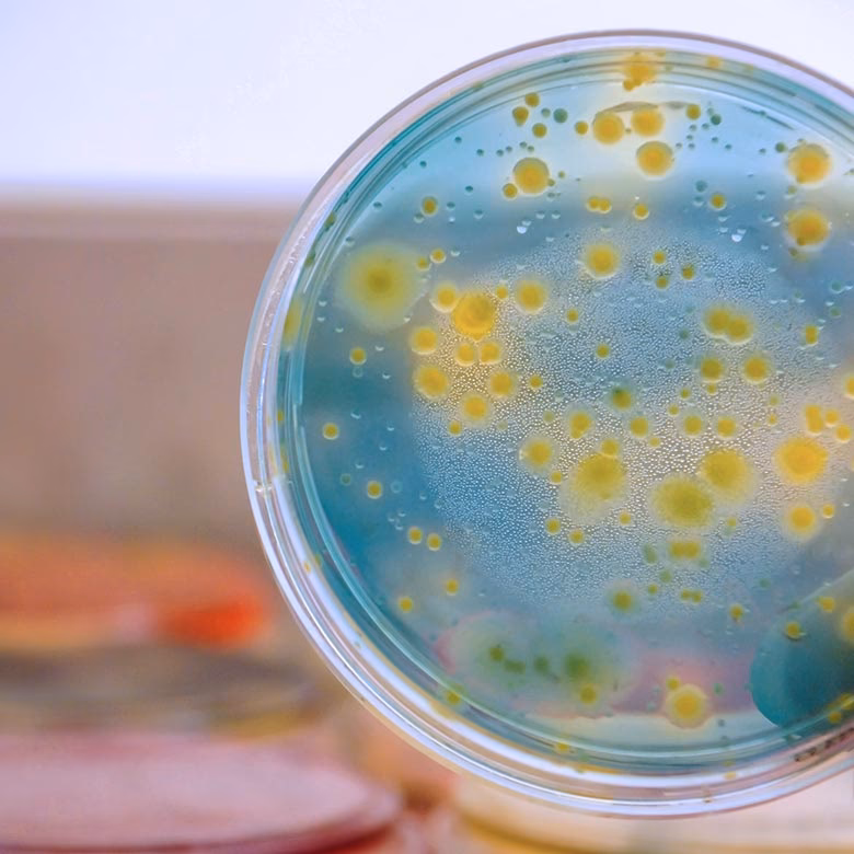 ¿Cómo evitar la candidemia?