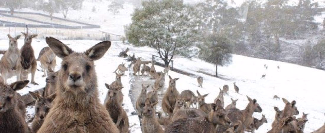 ¿Cuáles son los efectos del cambio climático en la carne de canguro?
