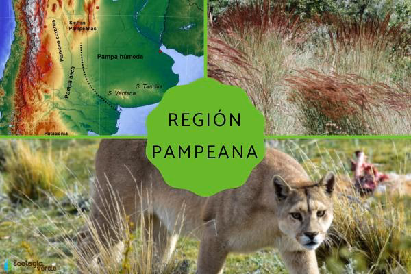 ¿Qué es la pampa ondulada?