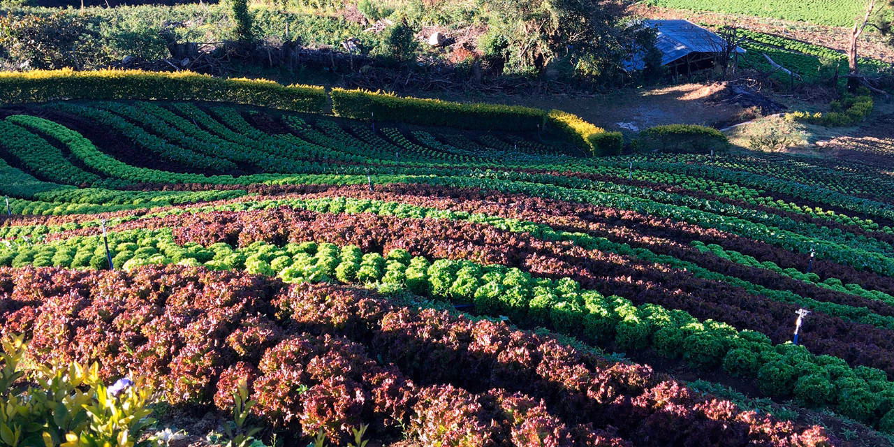 ¿Cuáles son las carreras de Agricultura andina?