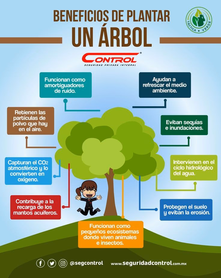 ¿Cuál es la mejor Epoca para plantar árboles?