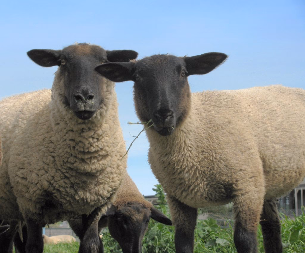 ¿Por qué es sustentable el proyecto ecológico de Amecameca?