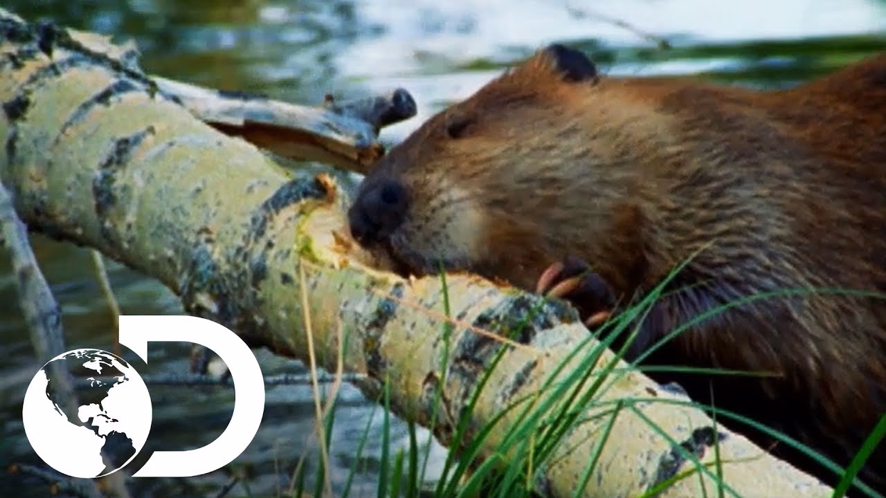 ¿Dónde se encuentran los castores?