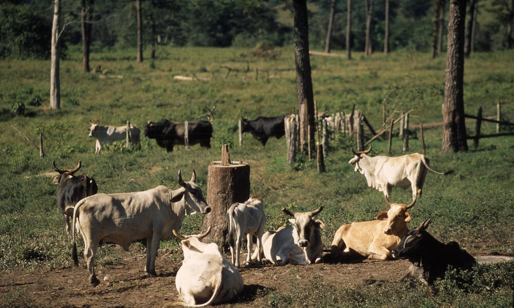 Does cattle ranching contribute to deforestation?