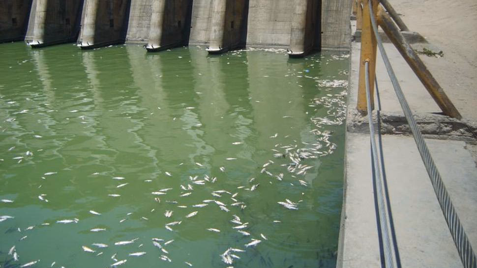 ¿Por qué murieron 4 toneladas de peces en el embalse de Río Hondo?