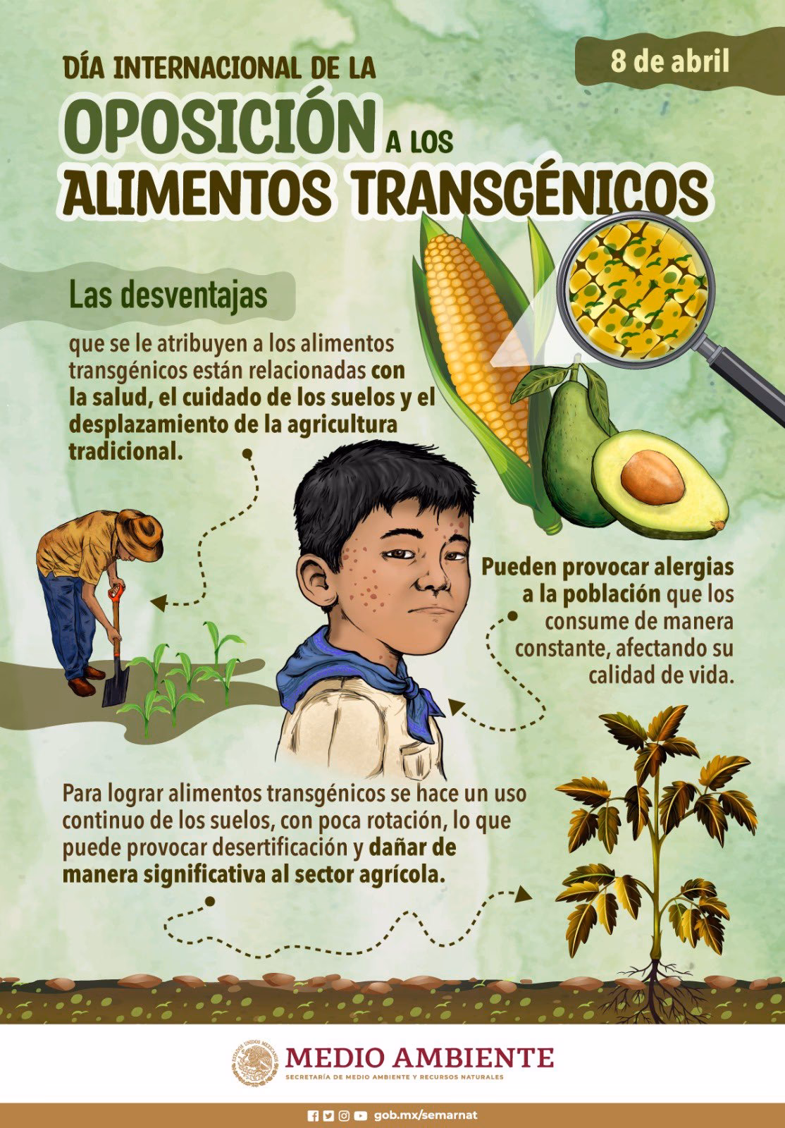 ¿Qué alimentos transgénicos se producen en casa?