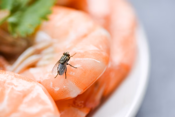Do houseflies transmit bacterial pathogens?