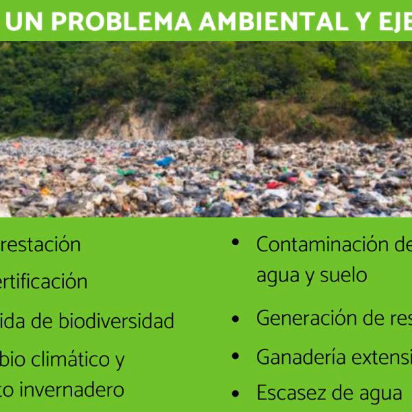 ¿Cuáles son las consecuencias de los problemas ambientales?