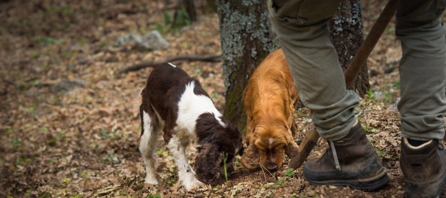 ¿Qué es la caza sostenible?