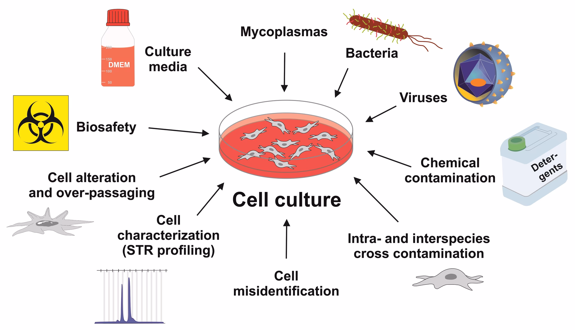 What happens if a cell culture is contaminated?