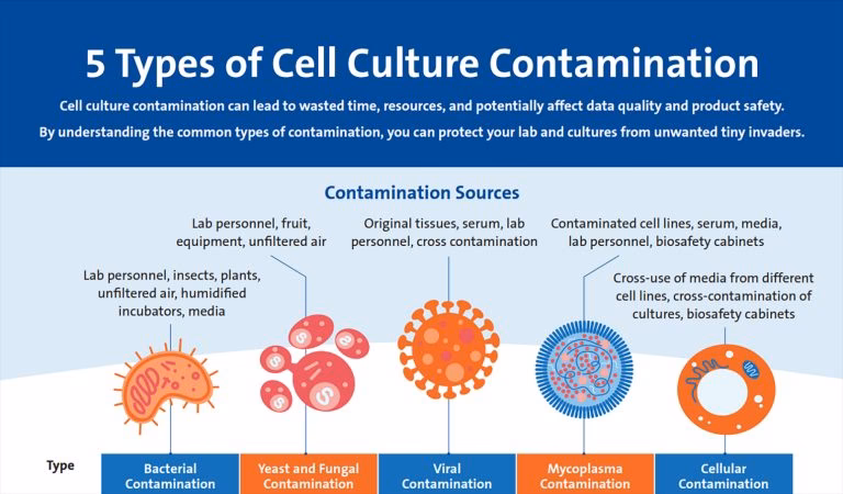 What types of microbes contaminate cell culture?