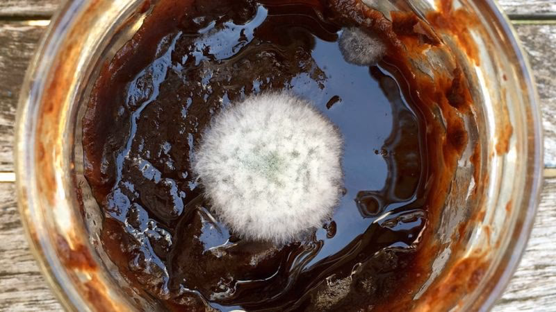 ¿Cuál es el riesgo de consumir alimentos con moho?