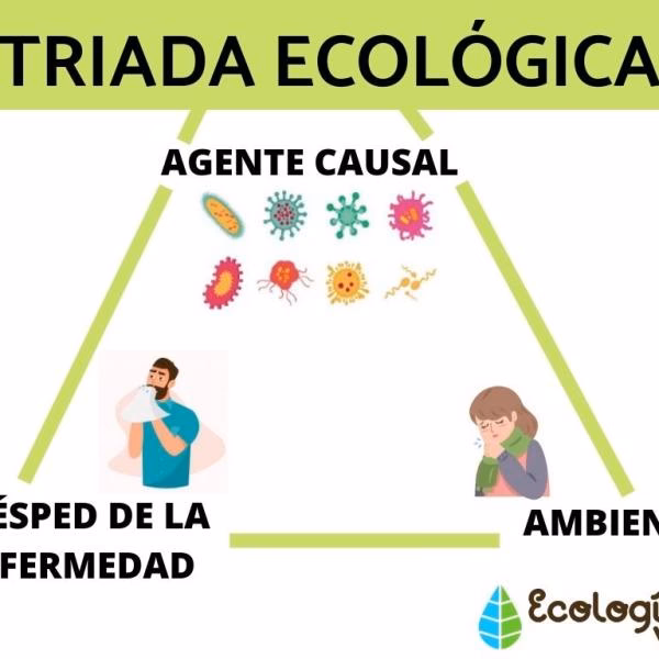 ¿Cuál es el mejor tratamiento para la enfermedad de Chagas?