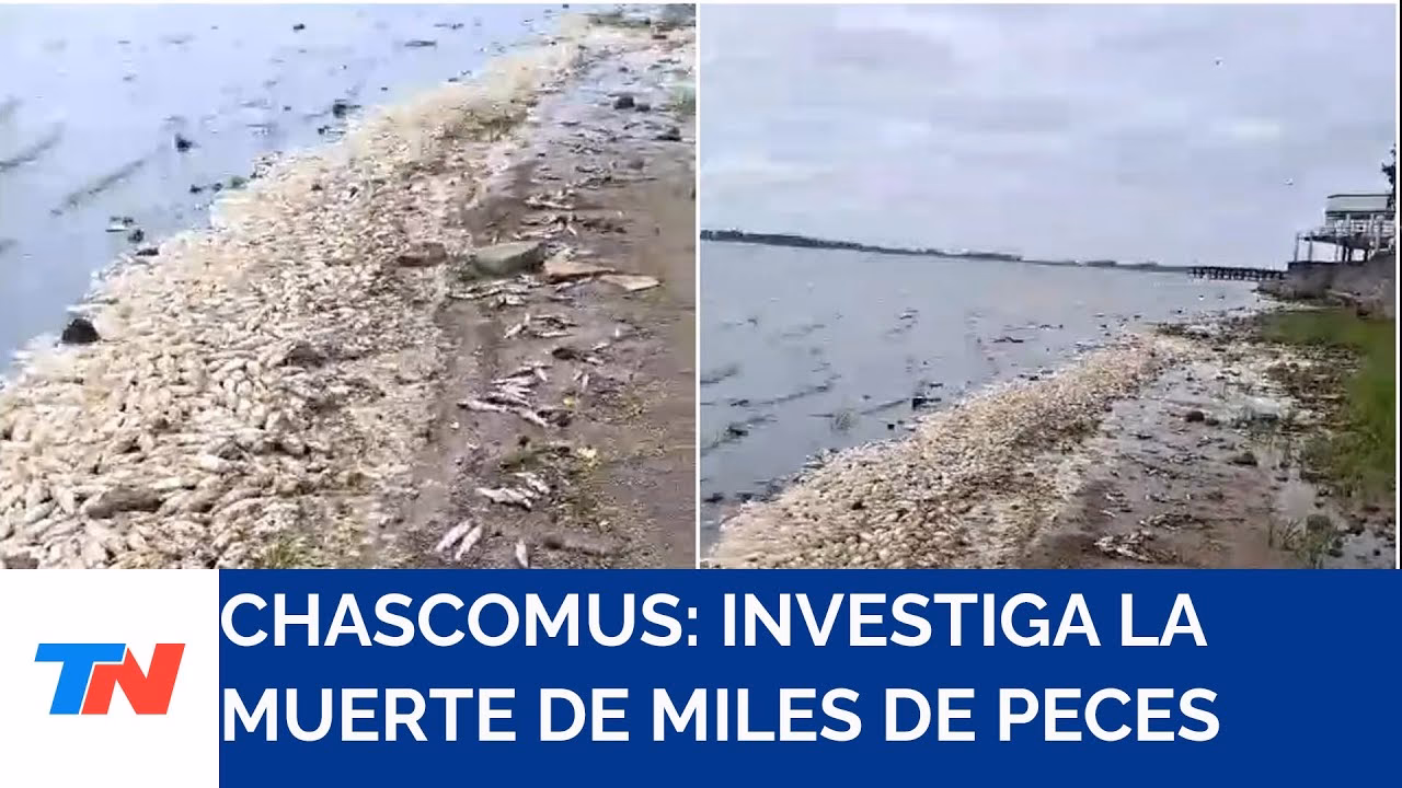 ¿Qué pasó con la laguna de Chascomús?