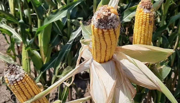 ¿Cómo afecta el maíz a la producción de choclo?