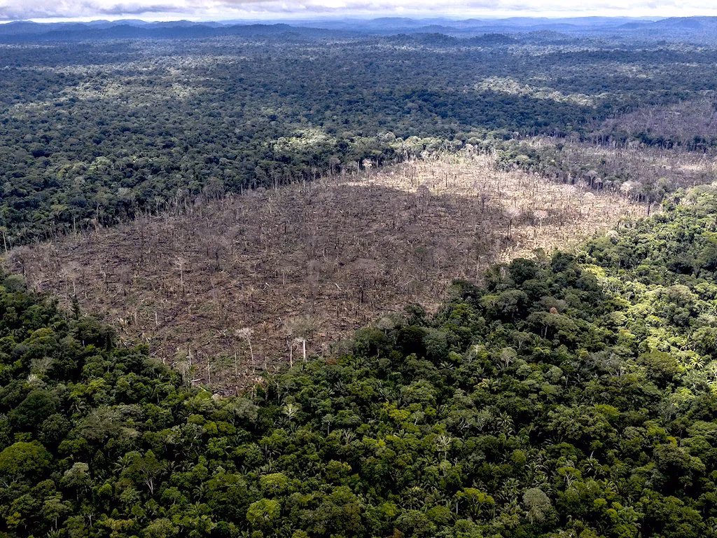 Why is the cocoa industry a major driver of deforestation?
