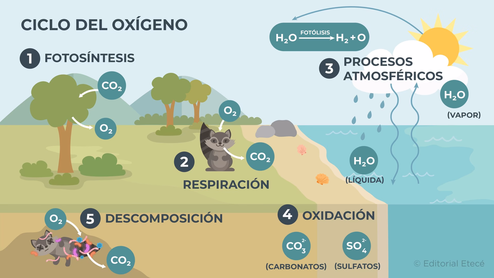 ¿Qué medidas se pueden tomar para reducir los ciclos biogeoquímicos?