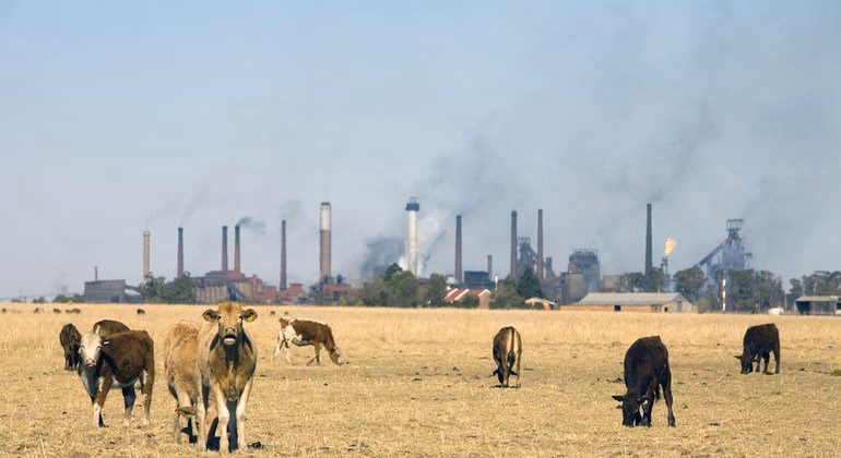 ¿Qué es el éxito en la ganadería?