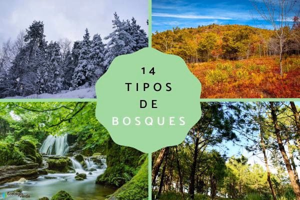 ¿Por qué estudiar en la Facultad de conservación del bosque nativo?