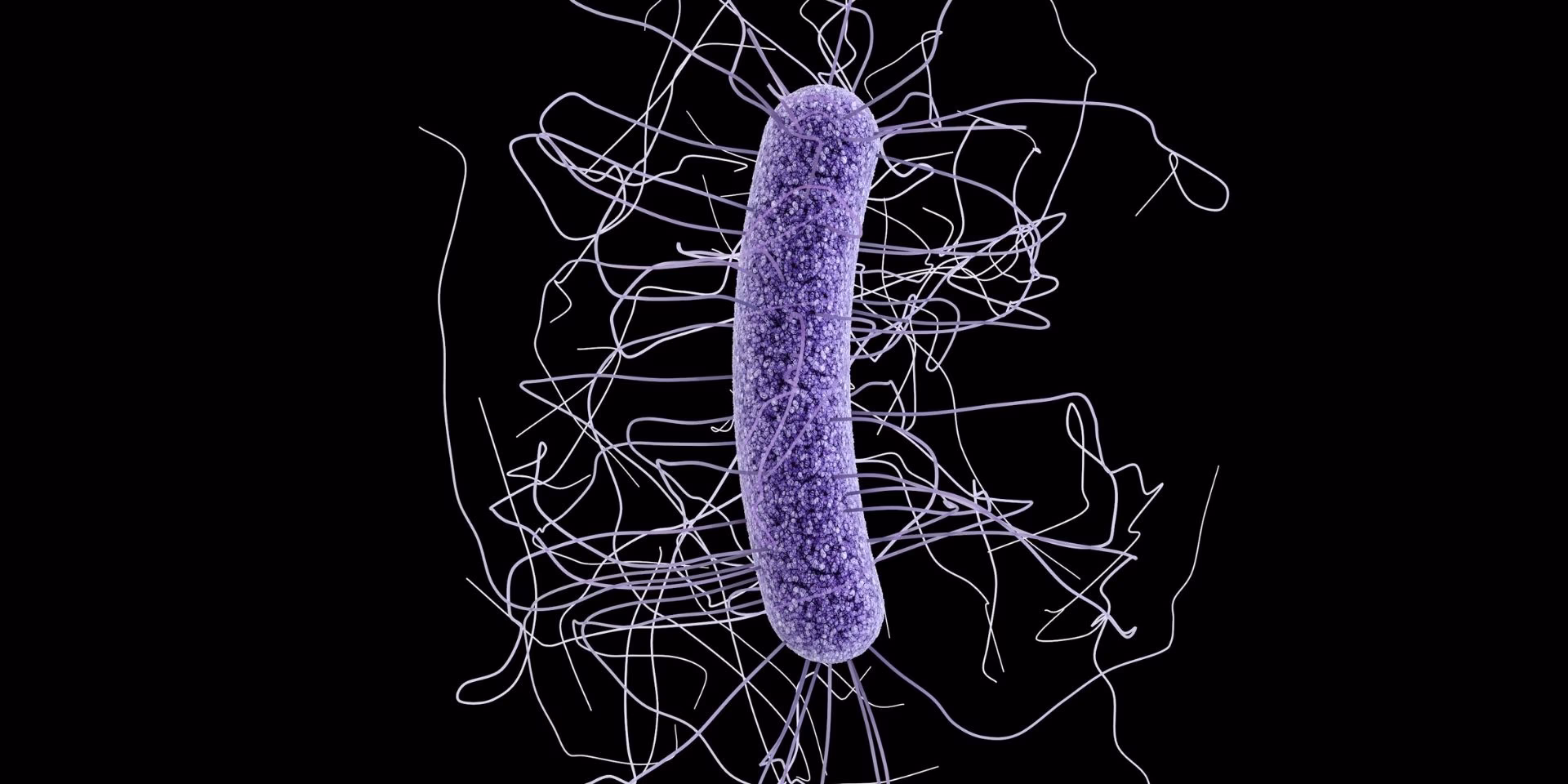 ¿Qué es el Clostridium difficile?